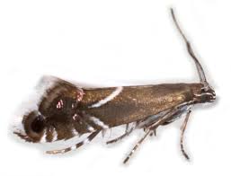 Attēlu rezultāti vaicājumam “Glyphipterigidae”