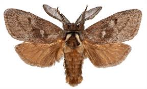 Attēlu rezultāti vaicājumam “Cossidae”