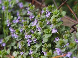 Image result for Glechoma hederacea