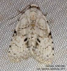 Attēlu rezultāti vaicājumam “Nolidae”