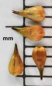 Attēlu rezultāti vaicājumam “Carex chordorrhiza fruit”