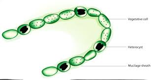 Attēlu rezultāti vaicājumam “Nostoc commune cells”