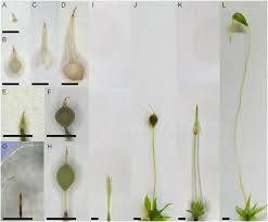 Attēlu rezultāti vaicājumam “Funaria hygrometrica sporophyte”