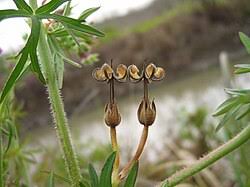 Attēlu rezultāti vaicājumam “Geranium dissectum fruit”