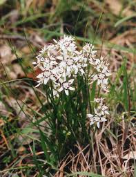 Attēlu rezultāti vaicājumam “Carex dioica male flower”