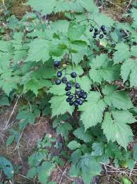 Attēlu rezultāti vaicājumam “Actaea spicata fruit”