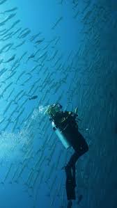 Image result for Tornado Divers