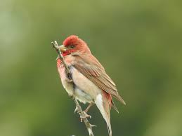 Attēlu rezultāti vaicājumam “Carpodacus erythrinus”