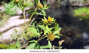 Attēlu rezultāti vaicājumam “Bidens tripartita flower”