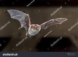 Attēlu rezultāti vaicājumam “Myotis daubentonii”