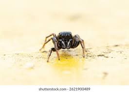 Attēlu rezultāti vaicājumam “Heliophanus sp.”