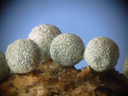 Attēlu rezultāti vaicājumam “Badhamia panicea spores”