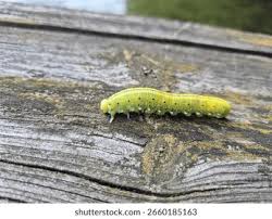 Attēlu rezultāti vaicājumam “Cimbex femoratus larva”