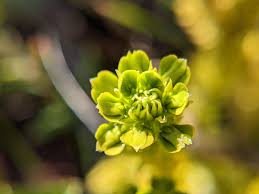 Attēlu rezultāti vaicājumam “Huperzia selago”