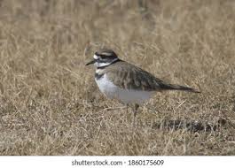 Image result for Charadrius vociferus
