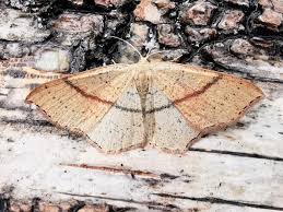 Attēlu rezultāti vaicājumam “Cyclophora punctaria”