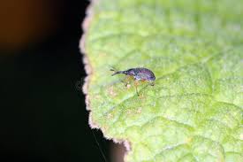 Attēlu rezultāti vaicājumam “Apionidae”