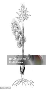 Attēlu rezultāti vaicājumam “Botrychium lunaria”