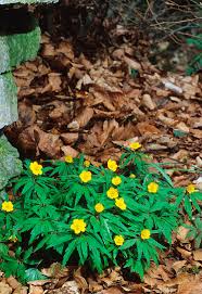 Attēlu rezultāti vaicājumam “Anemone ranunculoides leaf”