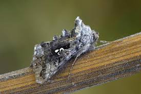 Attēlu rezultāti vaicājumam “Syngrapha interrogationis”