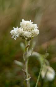 Attēlu rezultāti vaicājumam “Antennaria dioica leaf”