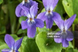 Attēlu rezultāti vaicājumam “Viola reichenbachiana flower”