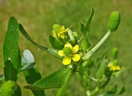 Attēlu rezultāti vaicājumam “Ranunculus sceleratus fruit”