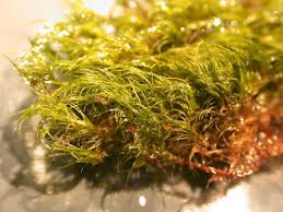 Attēlu rezultāti vaicājumam “Dicranella heteromalla”