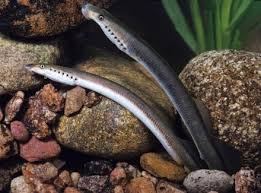 Attēlu rezultāti vaicājumam “Lampetra planeri”