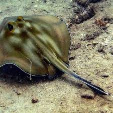 Image result for Hypanus longus