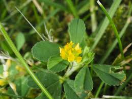 Attēlu rezultāti vaicājumam “Trifolium dubium fruit”
