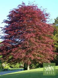 Attēlu rezultāti vaicājumam “Fagus sylvatica female flower”