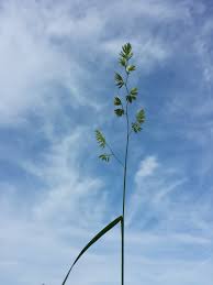 Attēlu rezultāti vaicājumam “Dactylis polygama”