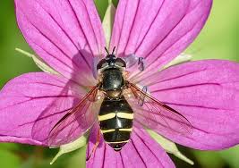 Attēlu rezultāti vaicājumam “Dasysyrphus tricinctus”