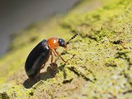 Attēlu rezultāti vaicājumam “Tetratoma fungorum”