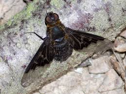 Attēlu rezultāti vaicājumam “Hemipenthes morio”