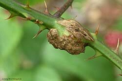 Attēlu rezultāti vaicājumam “Lasioptera rubi”
