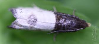 Attēlu rezultāti vaicājumam “Notocelia cynosbatella”