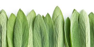 Image result for Salbei