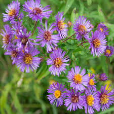 Image result for Aster novae-angliae