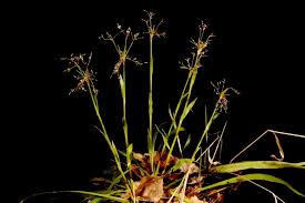 Attēlu rezultāti vaicājumam “Luzula pilosa bud”