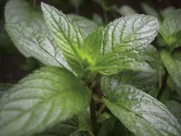 Attēlu rezultāti vaicājumam “Mentha arvensis leaf”