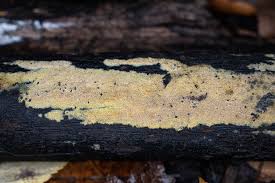 Attēlu rezultāti vaicājumam “Mycoacia fuscoatra”