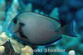 Image result for Acanthurus blochii