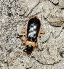 Attēlu rezultāti vaicājumam “Nebria livida”