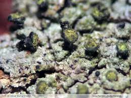 Attēlu rezultāti vaicājumam “Calicium adspersum”