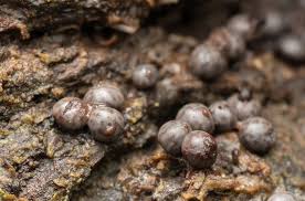 Attēlu rezultāti vaicājumam “Diderma umbilicatum macro”