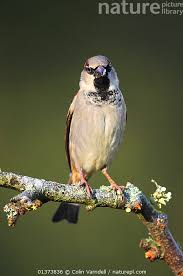 Attēlu rezultāti vaicājumam “Passer domesticus”