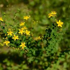 Image result for Johanniskraut