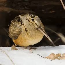 Attēlu rezultāti vaicājumam “Scolopax rusticola nest”
